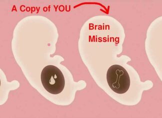 Menselijke embryo’s ZONDER HOOFDEN die in mechanische baarmoeders worden gekweekt