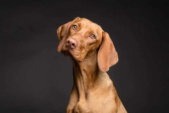 dog-3277416_960_720 hond pixa