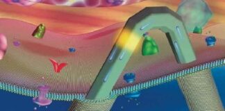 Transhumanistische utopie dichter bij realisatie: transistors ter grootte van een virus die in cellen kunnen circuleren