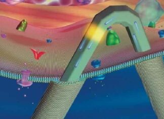 Transhumanistische utopie dichter bij realisatie: transistors ter grootte van een virus die in cellen kunnen circuleren