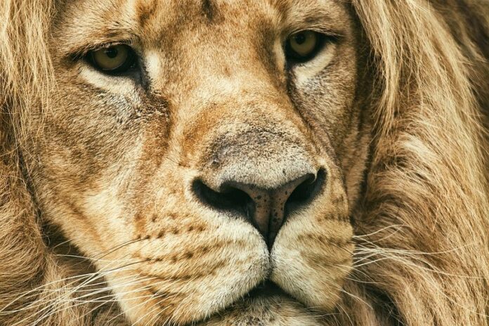 lion-5284131_960_720 leeuw pixa