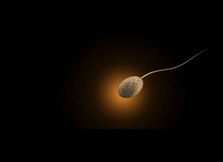 “Spermageddon”? Afnemend aantal zaadcellen – Onderzoekers waarschuwen voor uitsterven van de mensheid