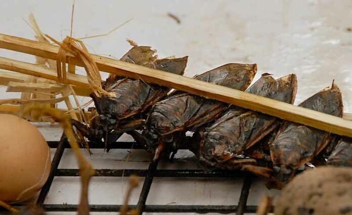 Insecten-eten