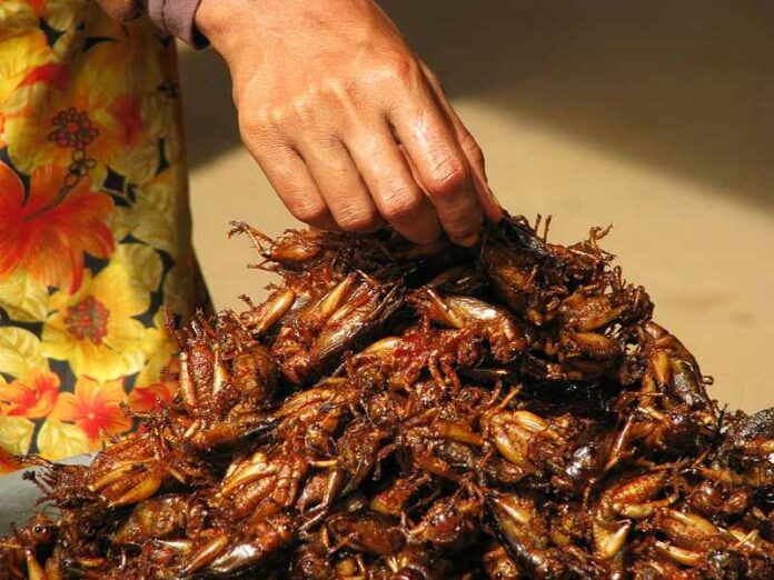 Insecten-voedsel