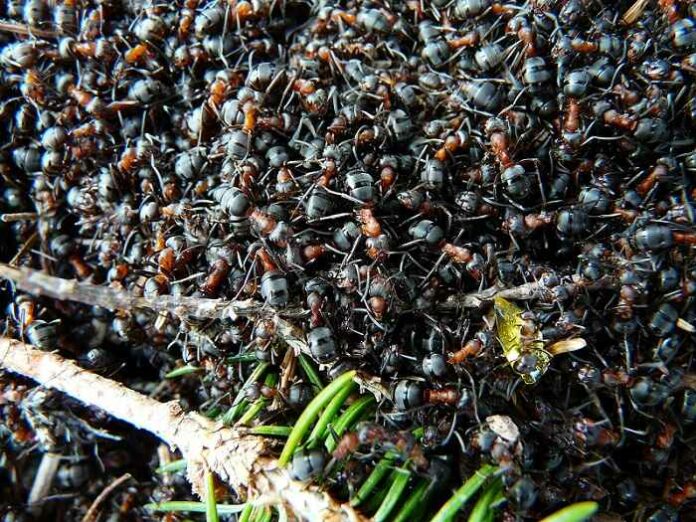 ants-3961_1280-mieren-pixa