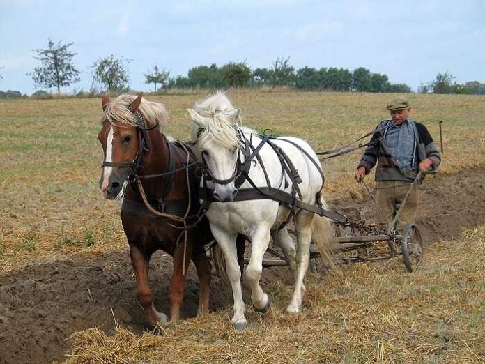 boer-paarden-klimaat