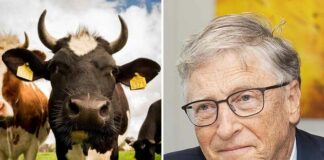 Bill Gates wil DNA van koeien veranderen met mRNA-vaccins om klimaatverandering tegen te gaan