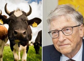 Bill Gates wil DNA van koeien veranderen met mRNA-vaccins om klimaatverandering tegen te gaan