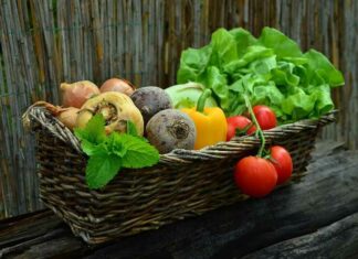 Globalisten gebruiken koolstofbeperkingen om je te weerhouden je eigen voedsel te verbouwen
