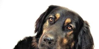 Ze komen voor je katten en honden