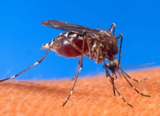 Het uitzetten van genetisch gemodificeerde muggen creëert MUTATIES die resistente ziektes kunnen veroorzaken die door dragers worden overgebracht