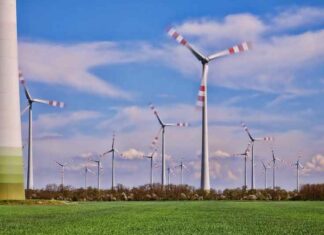Het verlies van bestuivers: de verborgen ecologische kosten van WINDTURBINES