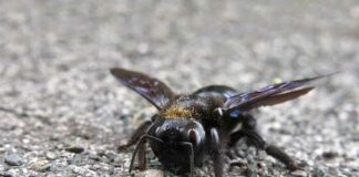 Insectenbiodiversiteit keldert terwijl de wereldwijde voedselvoorziening op instorten staat