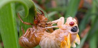 Zeldzame verschijning van Cicaden perfecte ‘kans’ om de insecten op te eten, adviseert Axios