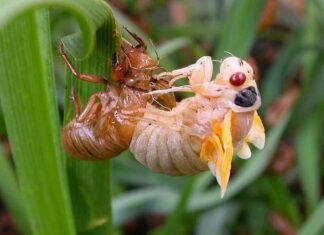 Zeldzame verschijning van Cicaden perfecte ‘kans’ om de insecten op te eten, adviseert Axios
