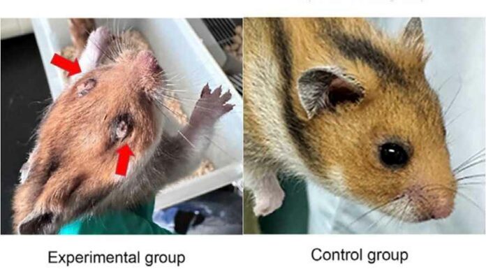 hamsters-ebola