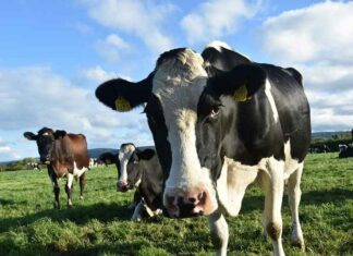 ABSURD: Nederlandse sprekers roepen op tot “vleesbelasting” voor boeren vanwege “klimaatschade” op COP29 conferentie
