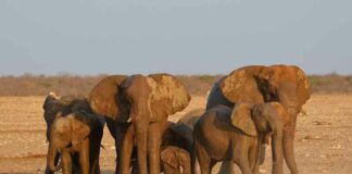 Dr. Coleman: Dieren gaan beter om met ziekte dan mensen (Deel II)
