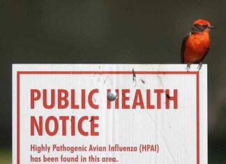 Pandemie 2.0 klaar voor de start: FDA verleent noodvergunning (EUA) voor mRNA-vogelgriepprikken, net als bij COVID
