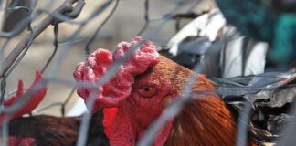 ‘Plandemie 2.0’: CDC zegt dat symptomen van vogelgriep ‘geen symptomen hebben’ omvatten