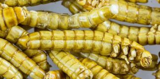 WEF eist dat regeringen vlees vervangen door ‘voedsel’ op basis van insecten