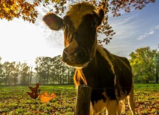 Denemarken voert ’s werelds eerste koolstofbelasting in op scheten en boeren van vee
