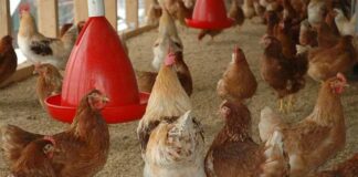 Mexicaanse overheid ontmaskert WHO-propaganda: ‘Menselijke vogelgriepdood’ leugens promoten Gates’ H5N1-vaccin