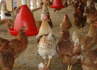 Mexicaanse overheid ontmaskert WHO-propaganda: ‘Menselijke vogelgriepdood’ leugens promoten Gates’ H5N1-vaccin