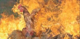 ANGST PSYOP: Vogelgriep met hoge mortaliteit kan al ontworpen zijn voor snelle overdracht op mensen, waarschuwt voormalig CDC-hoofd Dr. Robert Redfield