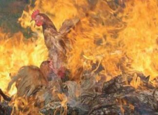 ANGST PSYOP: Vogelgriep met hoge mortaliteit kan al ontworpen zijn voor snelle overdracht op mensen, waarschuwt voormalig CDC-hoofd Dr. Robert Redfield