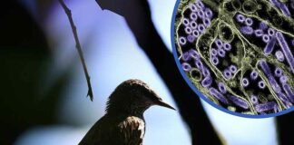 ‘Internationale Vogelgriep Top’ in Washington: Conferentie bijeengeroepen om ‘Massale Sterfte Beheersplanning’ te bespreken