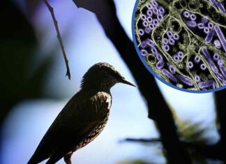 ‘Internationale Vogelgriep Top’ in Washington: Conferentie bijeengeroepen om ‘Massale Sterfte Beheersplanning’ te bespreken