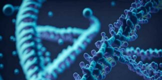 Zullen mannen uitsterven? Wetenschappers zeggen dat Y-chromosomen verdwijnen