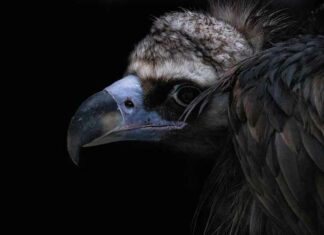 Vogelgriep: de “volgende pandemie” ligt precies op schema