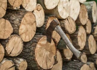 De meedogenloze Bill “Genocide” Gates en zijn investeerders zijn van plan om miljarden bomen om te hakken en te begraven om de “klimaatverandering” op te lossen