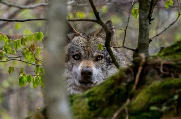 wolf-3950960_1280-pixa