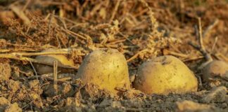 Wetenschappers en insiders uit de industrie waarschuwen het publiek voor de gevaren van menselijke compost in de voedselvoorziening