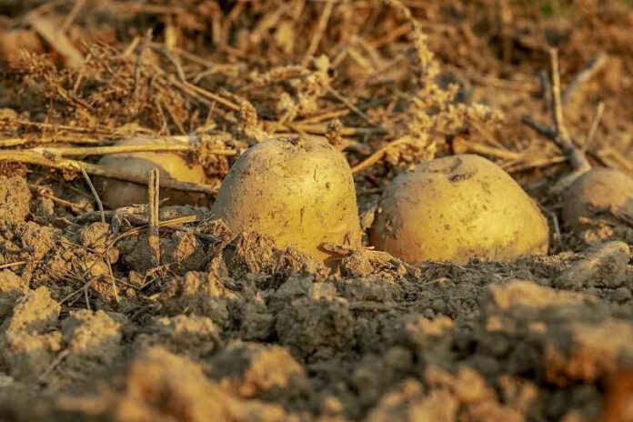 landbouw-aardappelen-3690562_1280-pixa