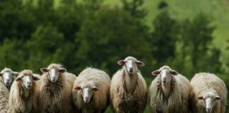 Ik ben een schaap, hoor mij brullen