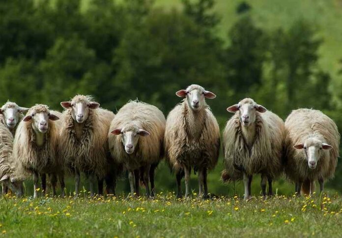 Depositphotos_13856931_schaap-schapen