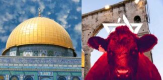Israël bereidt zich voor op historisch rode vaars-offer – een teken van de eindtijd?