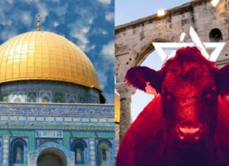 Israël bereidt zich voor op historisch rode vaars-offer – een teken van de eindtijd?