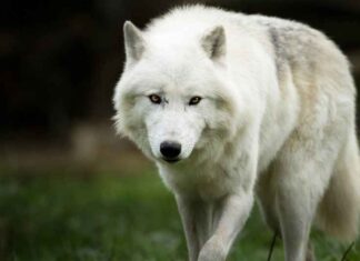 Krankzinnige(?) wetenschappers brengen met genetische manipulatie de reuzenwolf terug