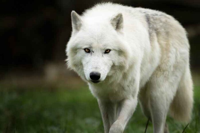 Depositphotos_311226370_wolf