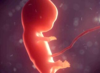Pfizer wist het: mRNA-nanodeeltjes vallen de teelballen van jongetjes aan, waardoor mannelijkheid en vruchtbaarheid voor generaties worden beschadigd