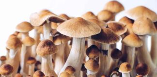 Onderzoek dat ‘bewees’ dat paddo’s ‘de levensduur verlengen’ was gebaseerd op onpraktische doseringen bij muizen en onderdrukking van de eetlust