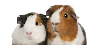 Farmaceutische bedrijven doen dierproeven omdat ze nutteloos zijn