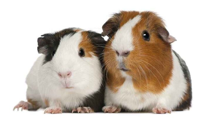 Depositphotos_10893983_cavia