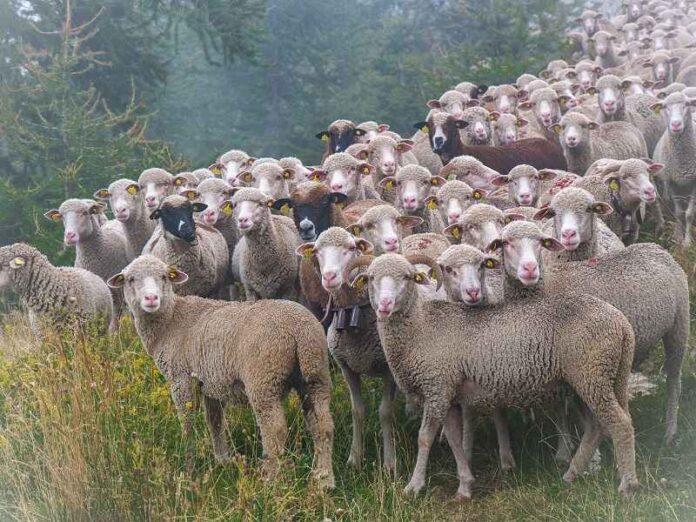 schaap-schapen-7286385_1280-pixa2