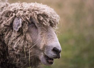 Woke modeontwerper gebruikt ‘homoseksuele schapen’ voor wol in New York modedebuut